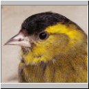 Carduelis spinus - Erlenzeisig 20.jpg